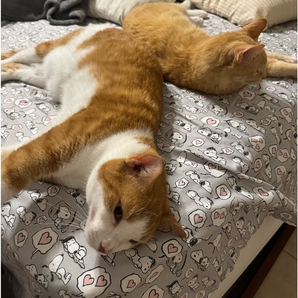 Meet your Posher, Rose - Picture 3 of 3